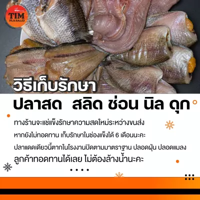 วิธีเก็บรักษาปลาดสด สลิด ช่อน นิล ดุก