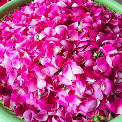 Damask rose mywawa Flower 2